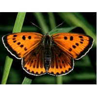Large Copper disparbatavus 5 pupae